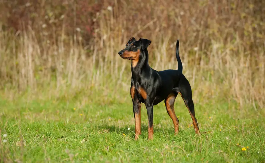 Pinscher im Alltag - Charakter, Pflege und Kosten