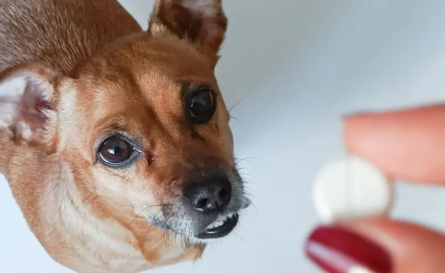 Ibuprofen dla psa - Dlaczego jest tak niebezpieczny?