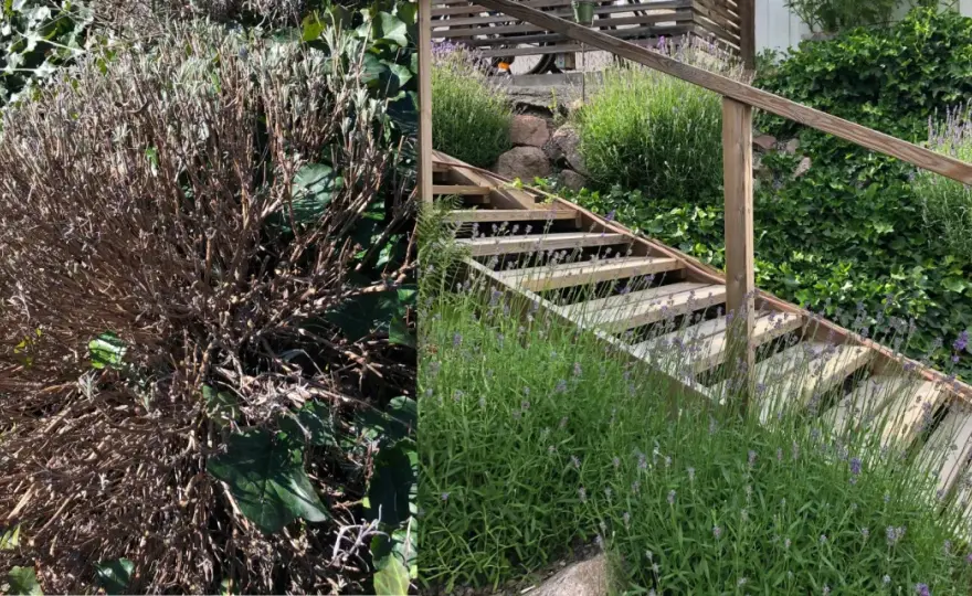 Beskära lavendel - Så får du den tät och fin!