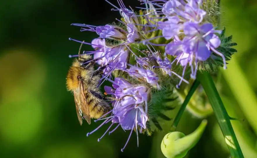 Phacelia aussäen im Nutzgarten - so klappt die Aussaat