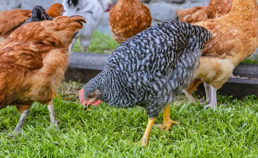 Czy kury trzeba rejestrować? Kluczowe informacje