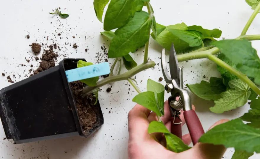 Vattna tomatplantor rätt - Maxa skörden & smaken!