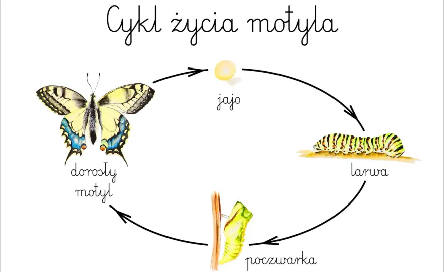Jak powstaje motyl? 4 etapy jego niezwykłej przemiany