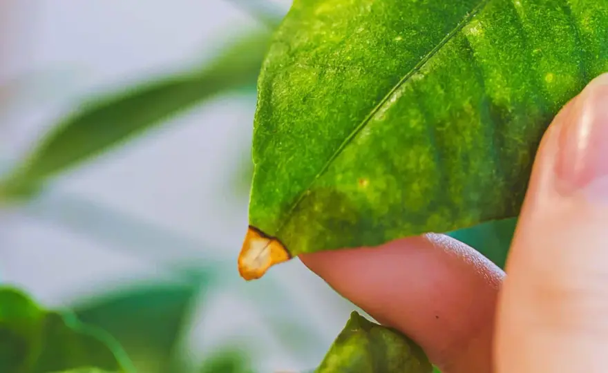 Citronnier jaunit - Diagnostiquez la cause et sauvez-le