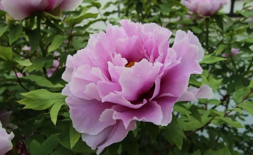 Quand fleurissent les pivoines et comment prolonger leur floraison ?