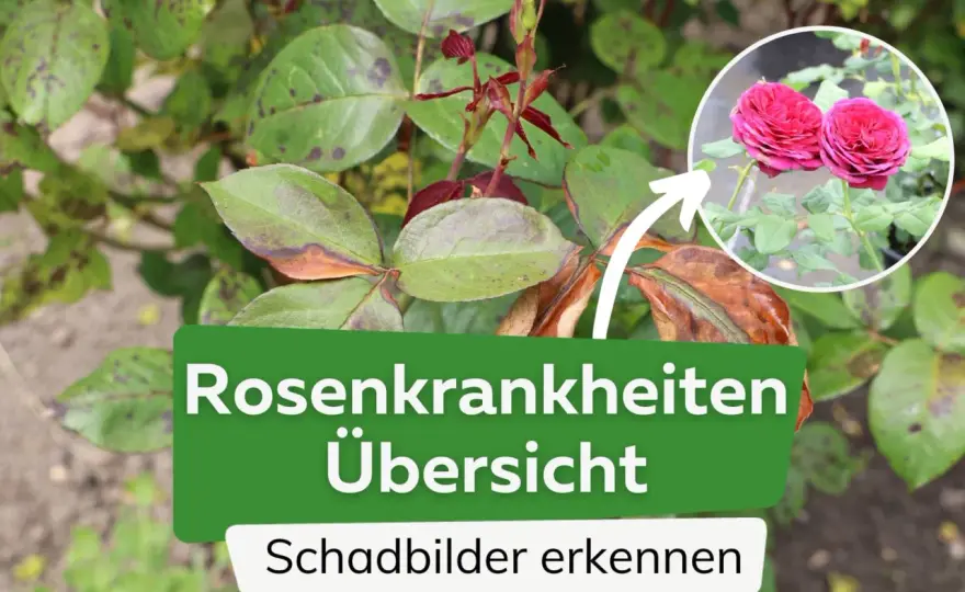 Rebenkrankheiten erkennen & bekämpfen - Ihr Leitfaden