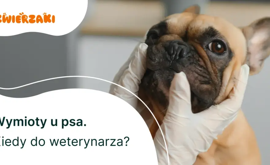 Pies wymiotuje: Kiedy do weterynarza? Lista objawów alarmowych
