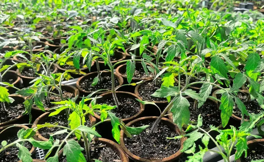 Tomaten pflanzen - so klappt der Start im Nutzgarten