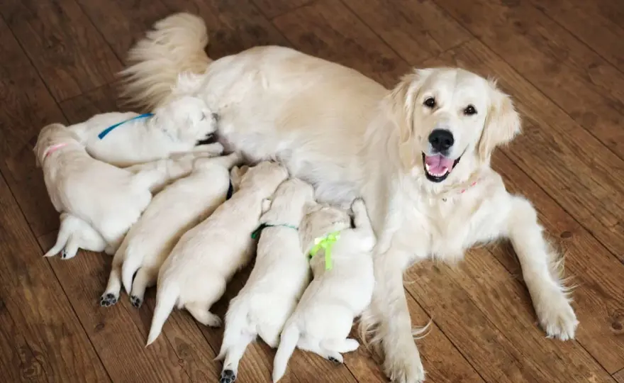 Mise-bas chienne - Les repères essentiels pour un accouchement serein
