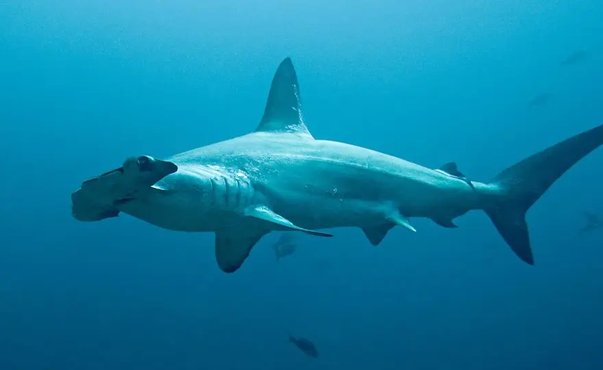 Tiburón martillo - ¿Por qué su cabeza es tan peculiar?