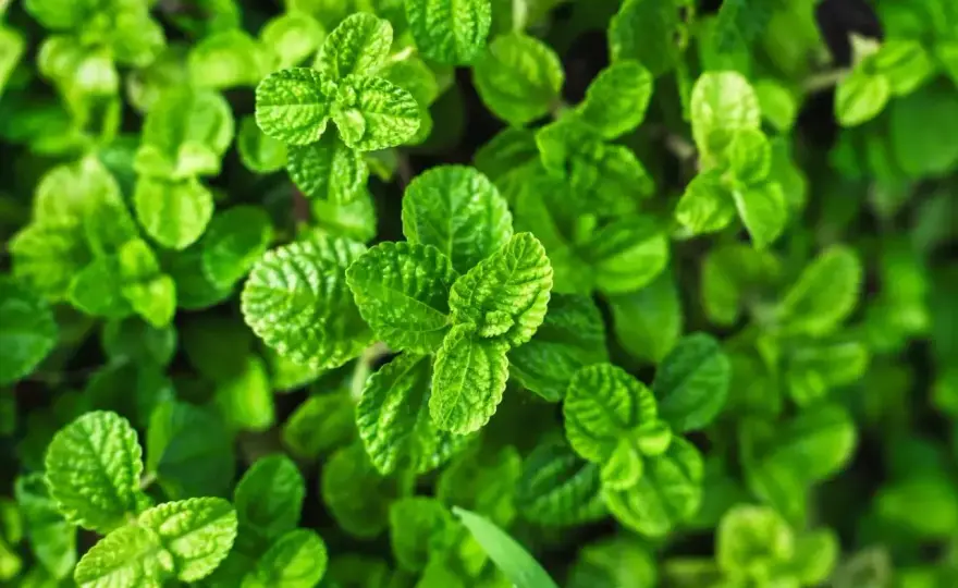 Mrożenie mięty - jak zachować aromat na dłużej?