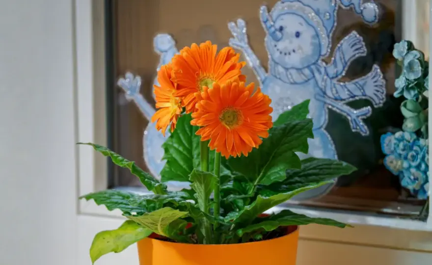 Gerbera doniczkowa - Sekrety długiego kwitnienia. Sprawdź!