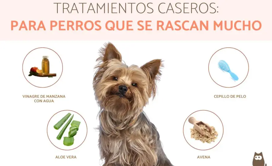 Tu perro se rasca mucho - Causas y remedios caseros seguros