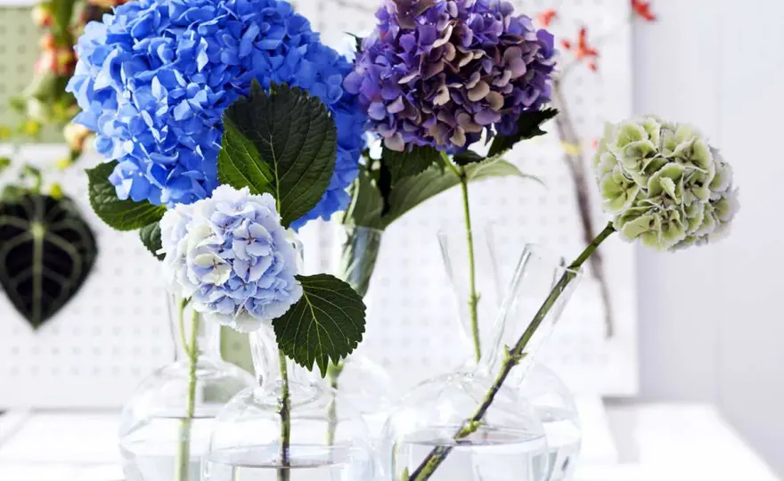 Composition florale hortensia - Le guide pour un bouquet parfait