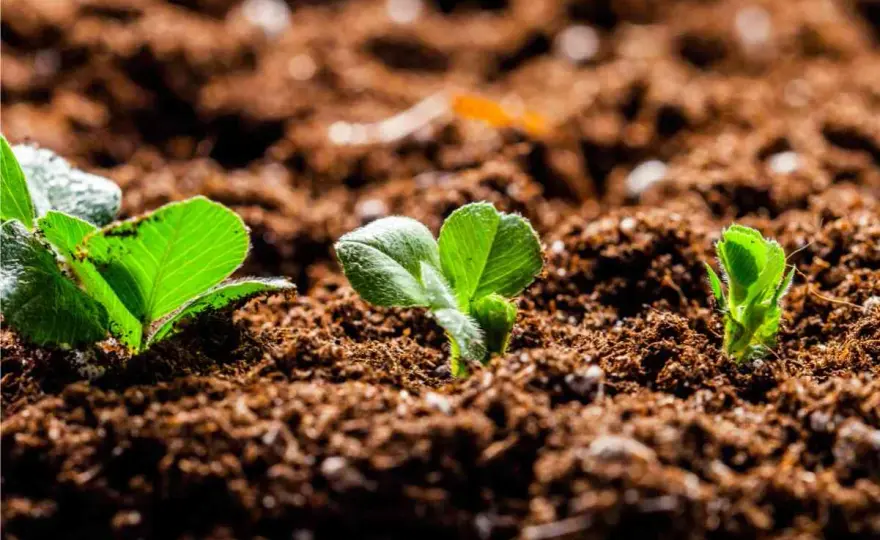 Terriccio senza torba - La guida completa per non sbagliare