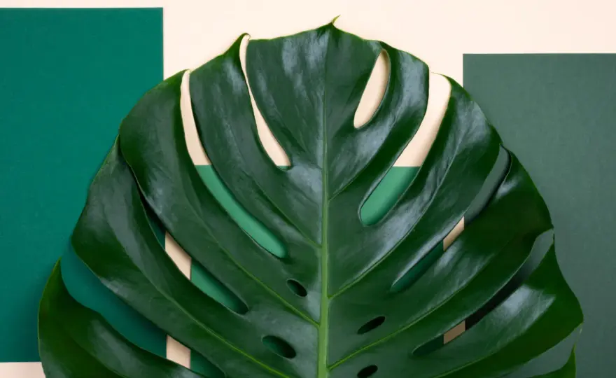 Monstera: Jakie pH ziemi? Sprawdź i popraw odczyn dla zdrowia