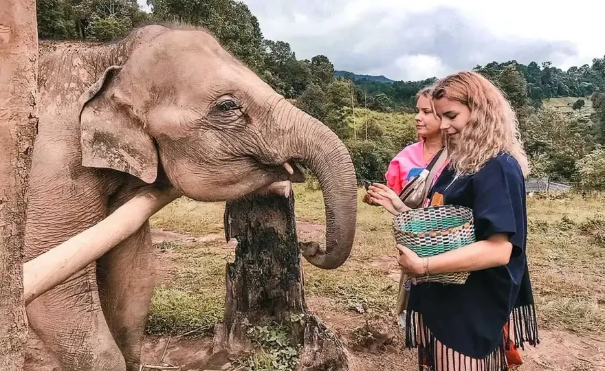 Elefantenstation in Thailand - woran du seriöse Orte erkennst