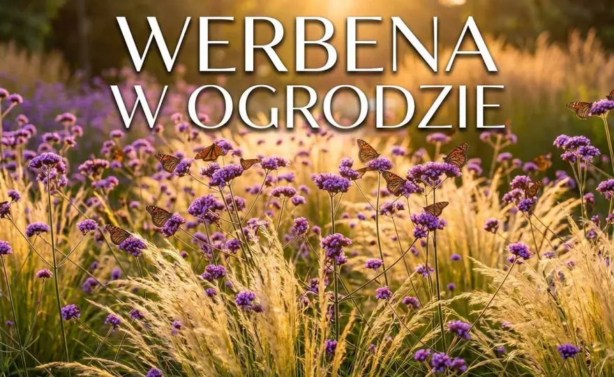 Werbena patagońska - uprawa bez tajemnic. Sprawdź, jak!