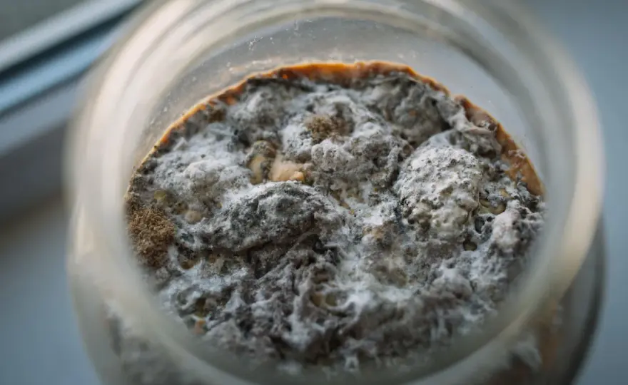 Kombucha-Pilz erkennen - gesund, Kahmhefe oder Schimmel?
