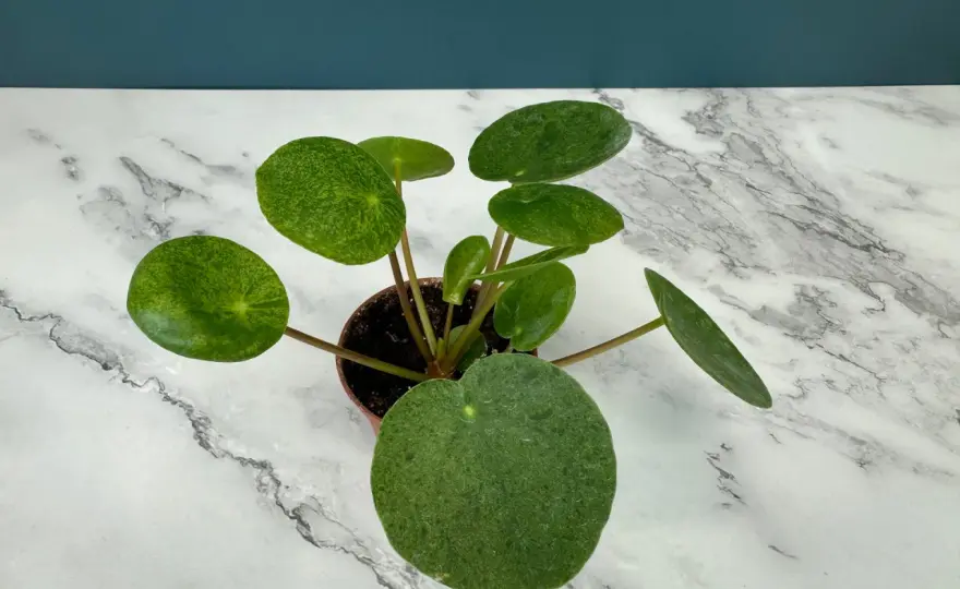 Pilea Mojito - så håller du bladmönstret snyggt