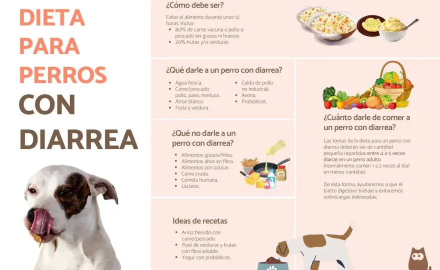 Diarrea en perros - ¿Cuándo actuar y cómo?