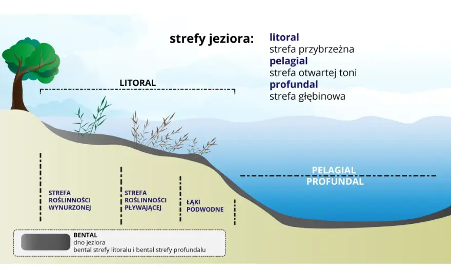 Litoral - co to jest i dlaczego ma znaczenie nad wodą?