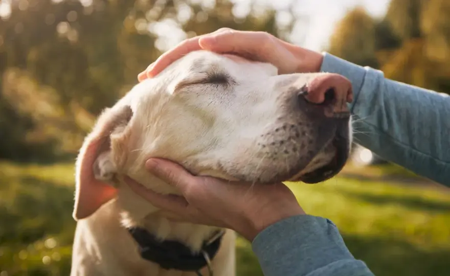 Jak umiera labrador? Objawy, pomoc w domu i decyzja o eutanazji