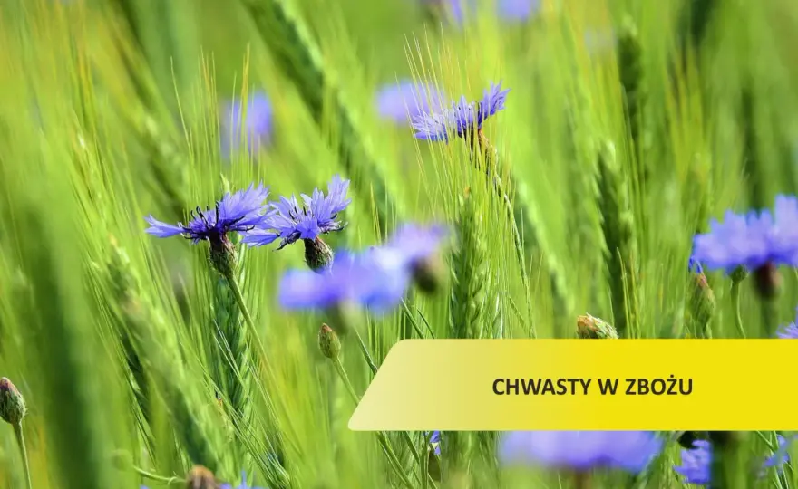 Chwast w zbożu: Jak skutecznie zwalczać i chronić plony?