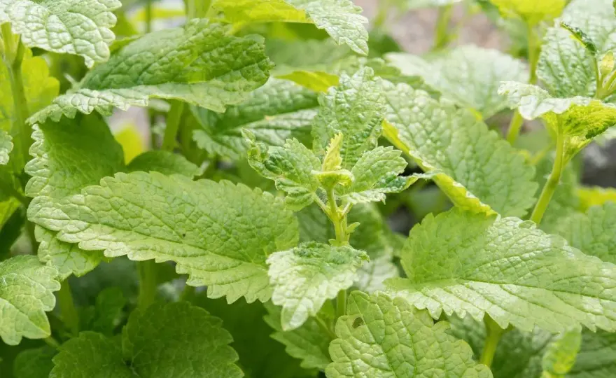Minze pflanzen - so wächst sie aromatisch und bleibt im Griff