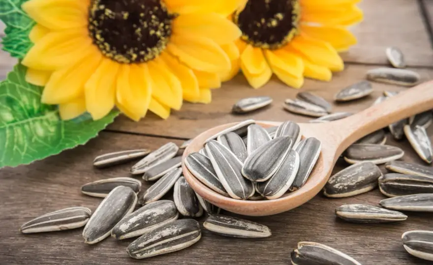 Sonnenblumen trocknen - Kerne und Saatgut richtig lagern