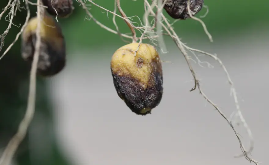 Vos pommes de terre sont attaquées ? Diagnostic et solutions