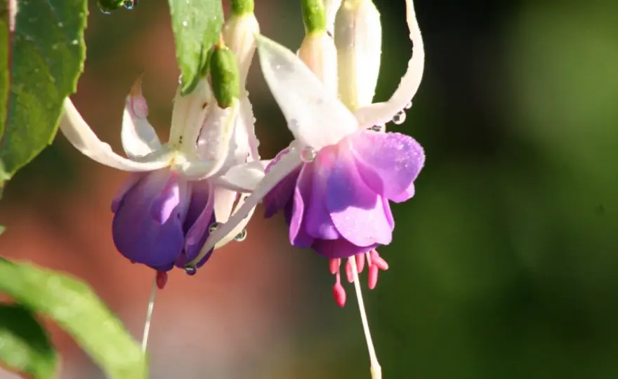 Fuchsia utomhus - så får du riklig blomning