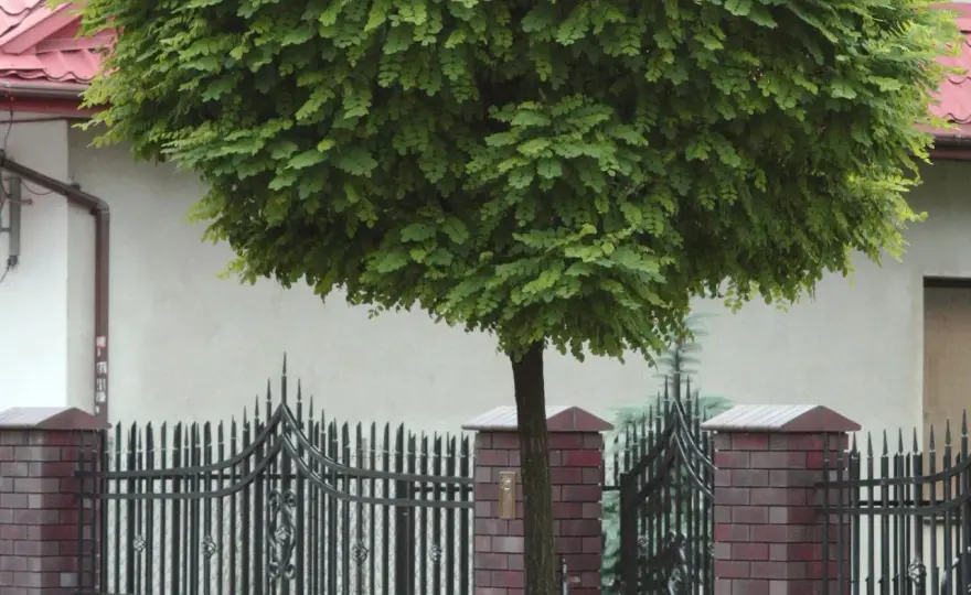 Robinia akacjowa 'Umbraculifera' - idealna do małego ogrodu?