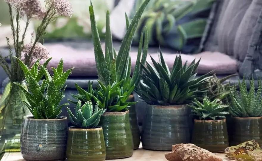 Aloes w domu - Jaki wybrać i jak pielęgnować?