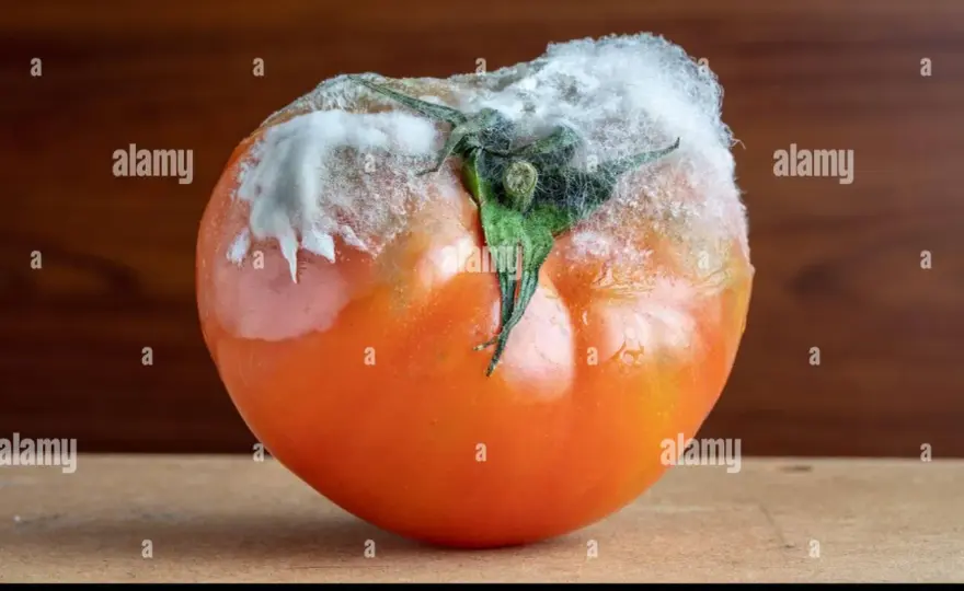 Muffa grigia del pomodoro, come riconoscerla e fermarla