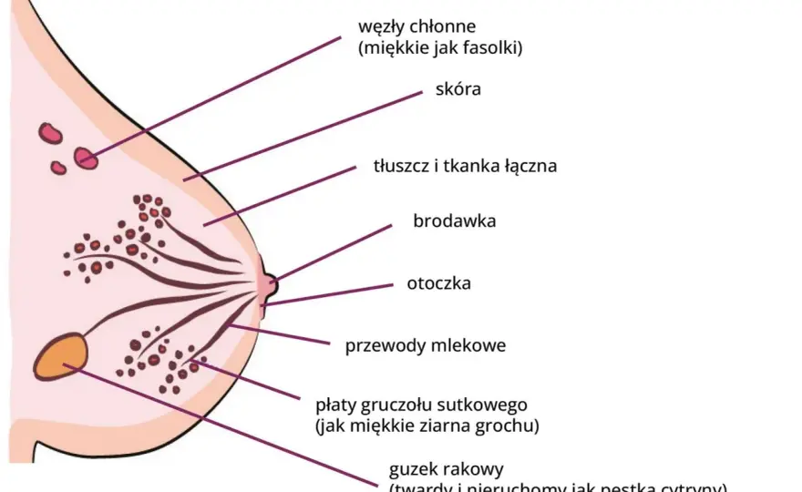Budowa piersi - Zrozum anatomię i hormony dla lepszego zdrowia