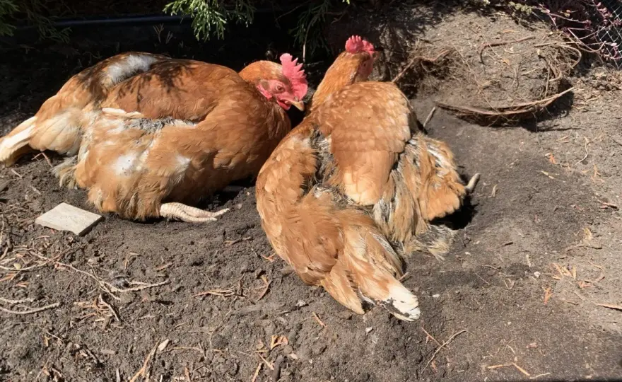 Poules et cailloux - Comprendre ce comportement normal ou non