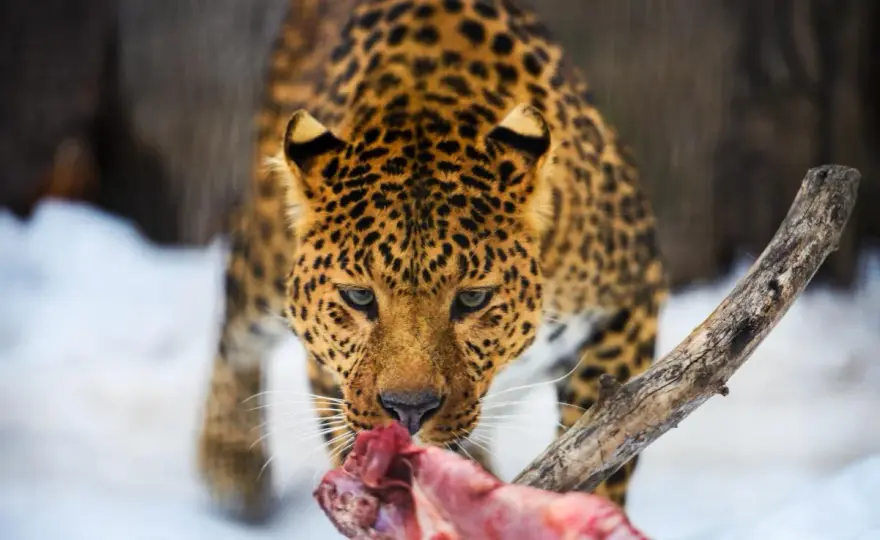 Dieta del leopardo - ¿Qué come y qué revela de su entorno?
