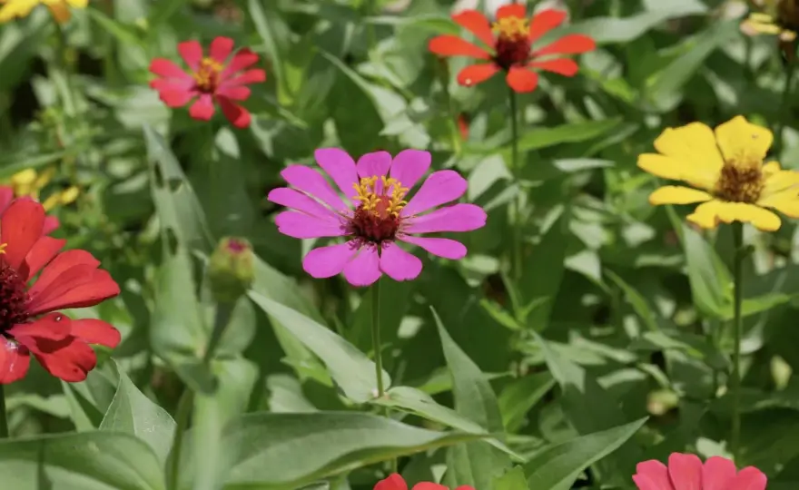 Zinnien-Standort - So blühen sie üppig bis zum Frost!