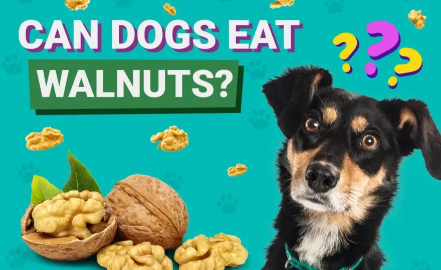 Can Dogs Eat Walnuts? The Risks & What To Do