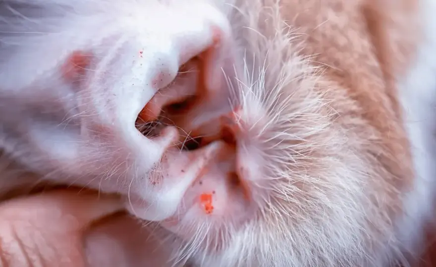 Parasiten bei Katzen erkennen und wirksam vorbeugen
