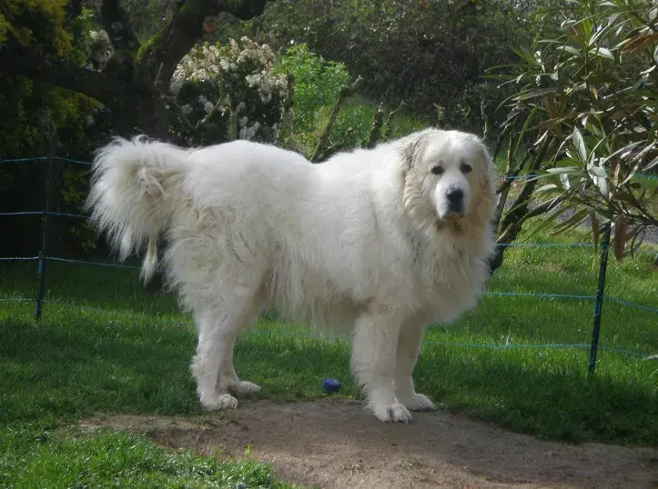 Pirenei: il gigante protettivo. È il cane giusto per te?