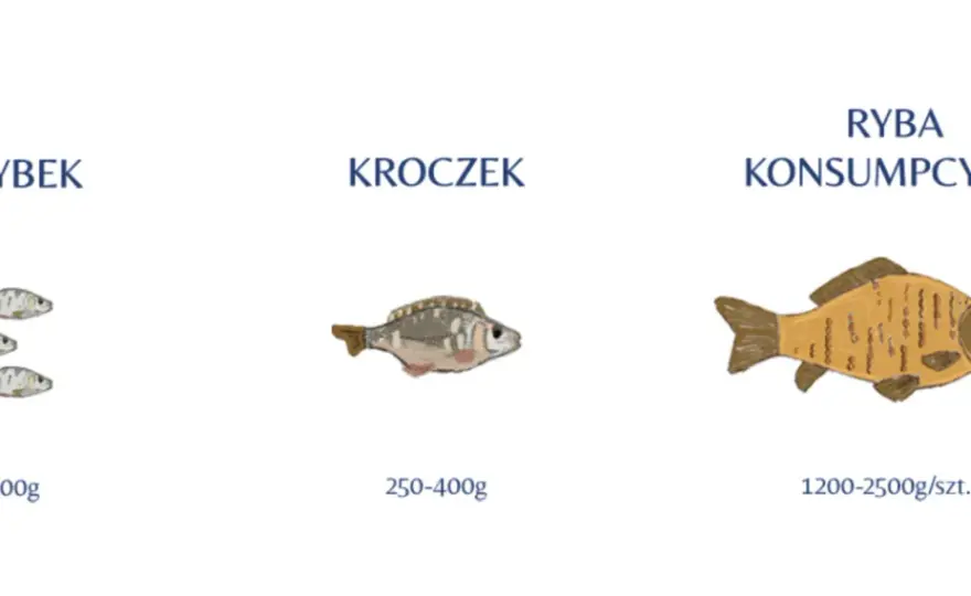 Jak rozpoznać karpia? Wąsiki, łuski i odmiany – praktyczny poradnik