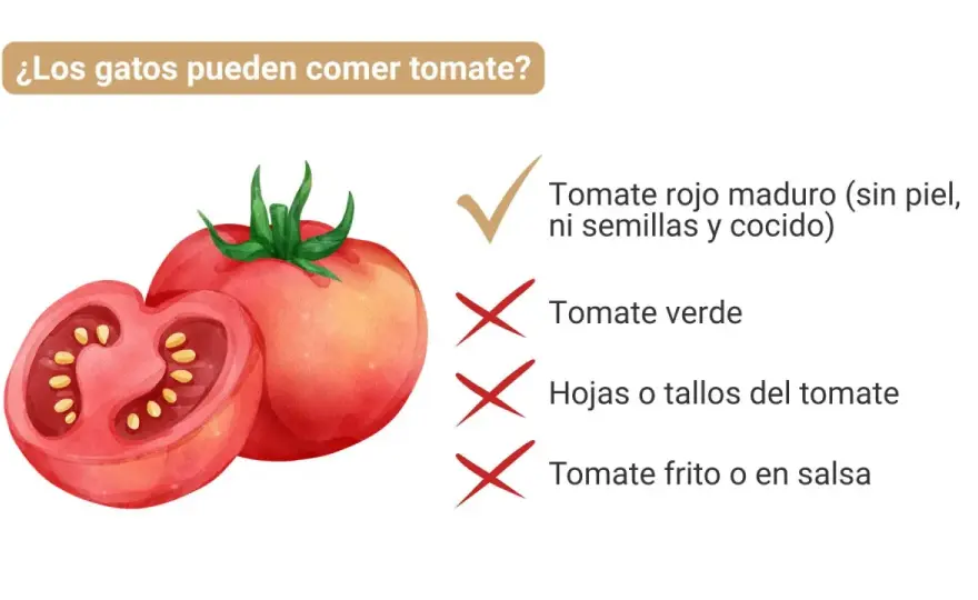¿Gatos y tomate? Lo que debes saber para su seguridad