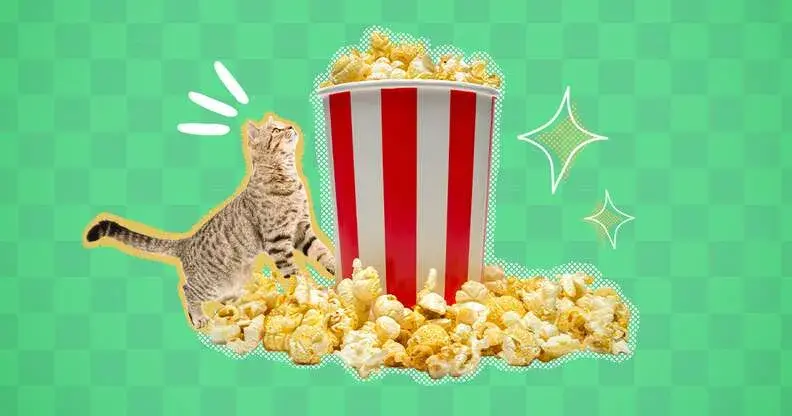 Czy kot może jeść popcorn? Weterynarz ostrzega!