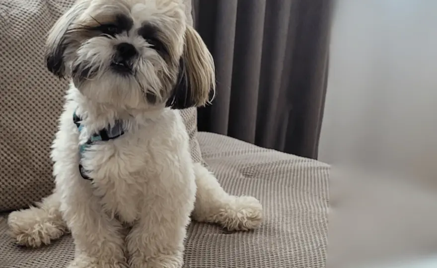 Shih tzu: czy ten pies będzie odpowiedni dla Twojej rodziny? Kompendium