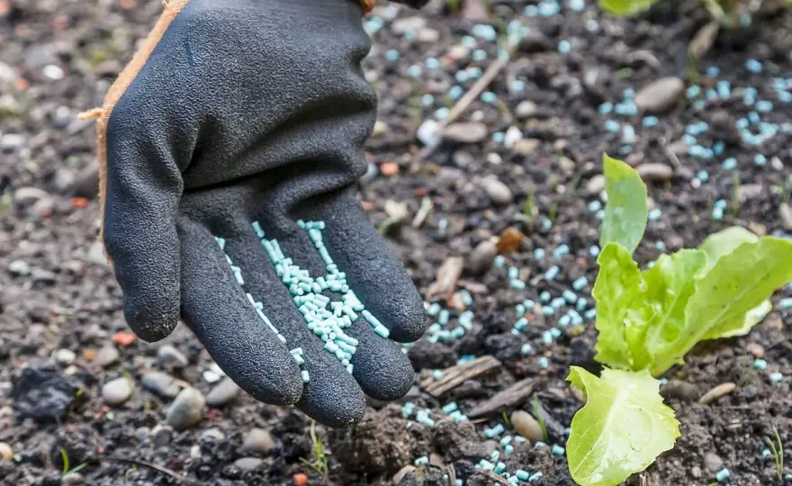 Schneckenkorn Wirkung - So nutzen Sie es richtig im Garten