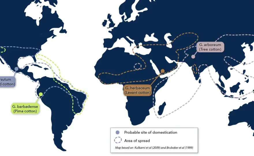 Where is Cotton Native To? The Real Story & Fabric Guide