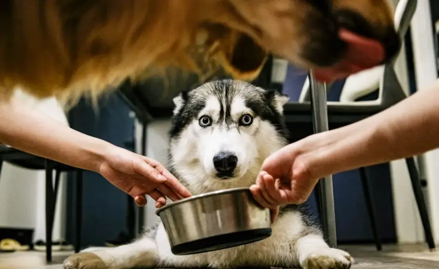 No-Spa dla psa 10 kg - Dawkowanie i kiedy NIE podawać?