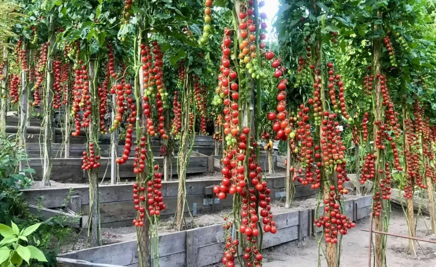 Tomatsjukdomar - tolka bilder & rädda din skörd!